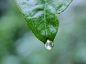 كحبة مطر.. هيك قصدنا