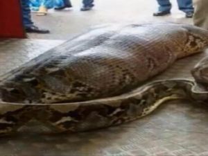 أفعى الأصلة قادرة على افتراس ضحيتها بالالتفاف حولها وخنقها، ومن ثم ابتلاعها بالكامل دفعة واحدة