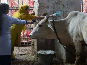 يتجنب معظم الهندوس تناول لحوم الأبقار، لكن يتم استهلاك البعض منها في جنوب البلاد