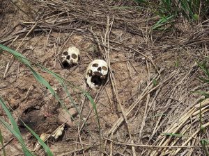 العثور على 17 مقبرة جماعية جديدة في وسط جمهورية الكونجو الديمقراطية