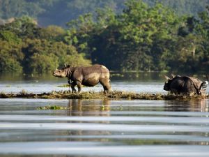 فيضانات في شمال شرق الهند