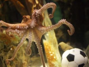 الاخطبوط  بول 