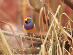 Rare and colorful birds are among the animals you can see at Al Numan Park in Oman. (Shutterstock)