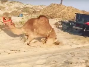 The animal cannot move because its legs are tied with rope (Youtube/Times of Oman)