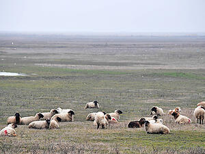 Palestinian farmer grazing sheep (AFP/File Photo)
