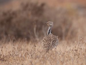 The houbara bustard has been declared a protected bird in Pakistan's Punjab province. (Shutterstock)