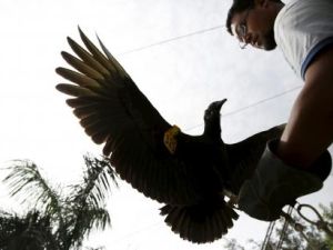 مدرب يدرب نسرا على رصد القمامة في حديقة حيوان في ليما
