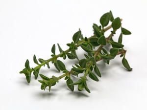 الزعتر يعالج التشنجات والانقباضات التي تُصيب الرحم
