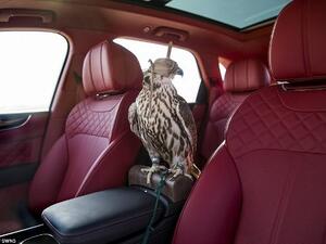 The 'Bentayga Falconry by Mulliner', which costs £75,000 ($97,000) over the standard price, is fitted with a perch between the front seats.