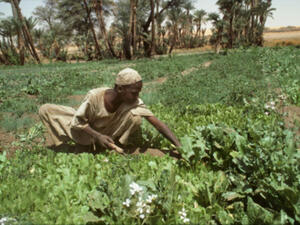 South Sudan needs to explore opportunities especially in agriculture, which is bigger and more sustainable asset than oil, on which South Sudan currently depends for 98 percent of its revenue