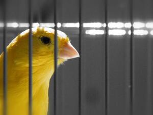 Canary, a film directed by Mohammed Rashed Bu Ali from Bahrain
