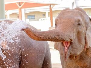 The special occasion will highlight a whole lot of fun learning activities and zookeeper talks.