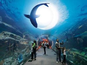 Dubai Aquarium & Underwater Zoo