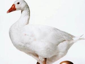 The timing for activating the 10 percent property tax law in Egypt: inappropriate or just another 'goose that will lay golden eggs'?