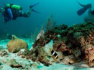 The BTEA emphasised that pearl diving trips in the Kingdom of Bahrain can only be undertaken through licensed diving centers.
