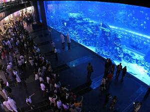 The new OLED screen at Dubai Aquarium & Underwater Zoo has received three Guinness World Records titles. (Khaleej Times)