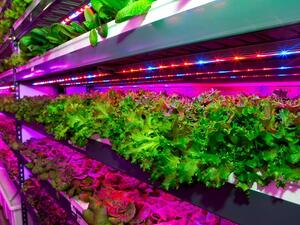 The state-of-the-art facility will harvest three US tons (2,700 kg) of herbicide-free and pesticide-free leafy greens daily.