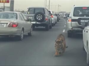 نمر في شوارعنا