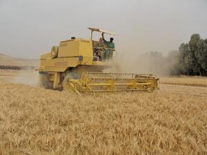 القمح... النفط الآخر لـ "داعش"