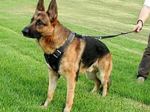 دوقي يا مزيكا