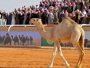 مزاين الإبل ضمن خطط الترفيه