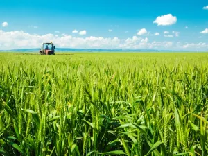 The Ministry of Environment, Water and Agriculture announced that corn, olives, grapes and pumpkins will be added to the list of crops banned for export. (Shutterstock)