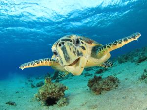 The turtle appears to be a Hawksbill turtle, which is native to the Middle East. (Shutterstock)