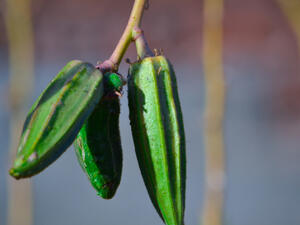 البامية هامة لصحة الحمل (shutterstock.com)