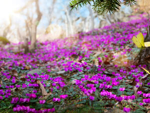 يثير فصل الربيع المشاعر الايجابية في النفس كمشاعر الراحة والاسترخاء