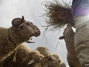 جب أن يكون عمر الخروف قبل الذبح يوم العيد 6 أشهر (shutterstock.com)
