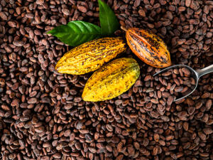 يساعد تناول الكاكاو في الوقاية من الإصابة بالسرطان  (shutterstock.com)
