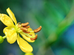 تخفِّف السنامكي  الوزن، وتُحارب مشكلات السمنة (shutterstock.com)
