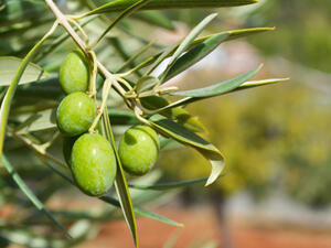 يحتوي الزيتون على مادة مضادة للبكتيريا (shutterstock.com)
