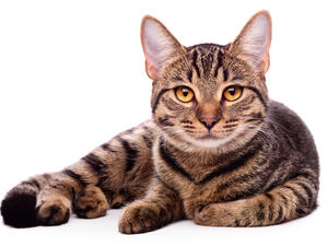 A cat. [Shutterstock]