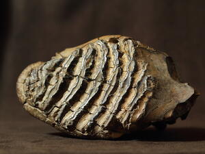 (Shutterstock/ File Photo)