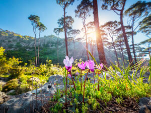 Beautiful landscape of a mountainous cedar forest, first spring wildflowers in bright sun light, beauty of wild nature, Lebanon. (Shutterstock/ File Photo)