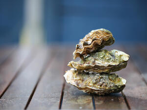 Raw oyster (Shutterstock/File Photo)