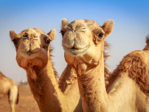 (Shutterstock/ File Photo)