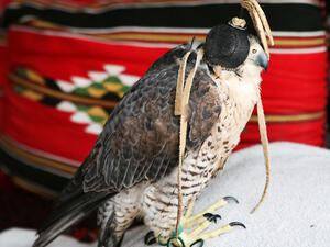 There has been a 50 to 60 percent decline in the number of falcons in Pakistan in the last decade (Shutterstock/File)