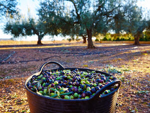 Olives harvest picking in farmer basket (Shutterstock/File Photo)