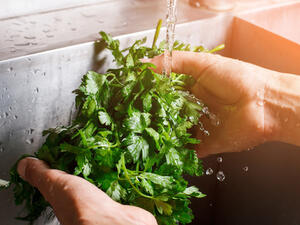 البقدونس نبات محبب لدى كثيرين ومفيد جداً للصحة.