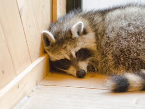 (Shutterstock/ File)