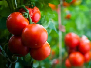 تناول البندورة بشكل منظم يمكنه أن يقي من الإصابة بعدّة أنواع من السرطان (shutterstock.com)
