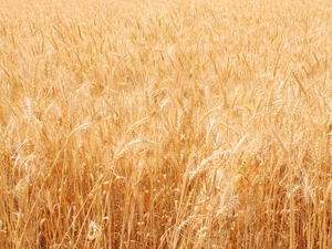 Genomic analysis of ancient plant remains allowed scientists to build a timeline revealing the increasing frequency of non-shattering genes (Shutterstock/File)