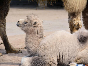 The newborn appeared engrossed while his mother competed in all the individual laps (Shutterstock/File)