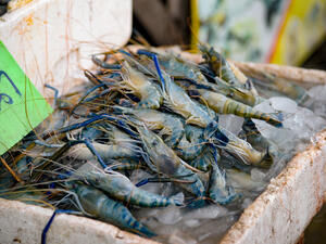 Prawns, he said, were in fact arthropods - insects - and that consuming them was prohibited (Shutterstock/File)