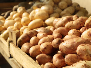 The potatoes appear to be infested with the potato cyst nematode (Shutterstock/File)