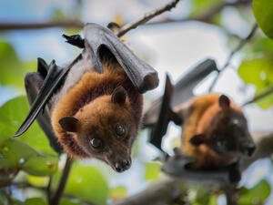 Bats (Shutterstock/File Photo)