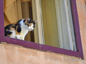 Somehow, the cat managed to get onto the window ledge and fell out, landing on the signboard of the building (Shutterstock/File)