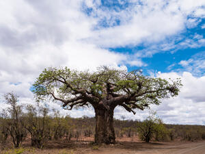 Baoab tree (Shutterstock)